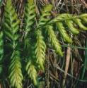 fmarshfol1fern