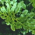 fparsleyfolfern