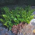 fparsleyforfern