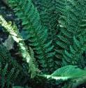 fsoftfol1shieldfern