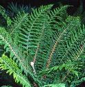 fsoftfor1shieldfern