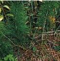 fwoodfor1horsetail