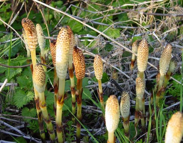 giantffrushorsetailbritishflora