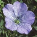 fcultivatedfloflax