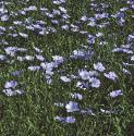 fcultivatedflosflax