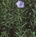 fcultivatedforflax
