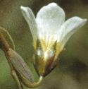 ffairyfloflax
