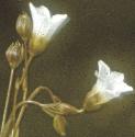 ffairyflosflax