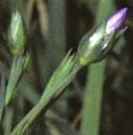 fpaleflobudsflax