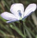 fpalefloflax