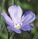 fperennialfloflax