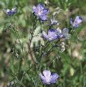 fperennialflosflax
