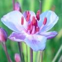 floweringfflorushbritishflora
