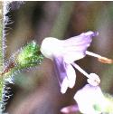 heathfflo5speedwell