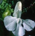 lousewortfflo1whiteflower