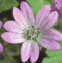 dovesfootfflocranesbill