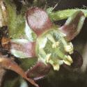 gooseberryfflo1