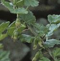 gooseberryffol