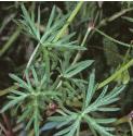 longstalkedffolcranesbill
