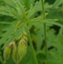 meadowffolcranesbillbritishflora