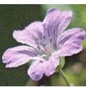 pencilledfflo1cranesbill