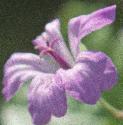 pencilledfflo2cranesbill