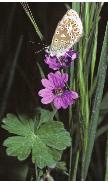 pyreneanfflocranesbillbutterfly