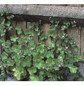 roundleavedfforcranesbill