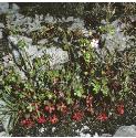 shiningfforcranesbill