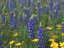 alpine meadow picture