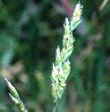 smoothfflos1meadowgrass