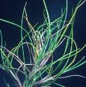 vivaporousffolfescue