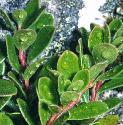 bearberryffol
