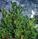 bearberryffor