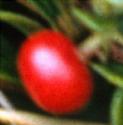 bearberryffru