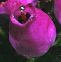 bellffloheather