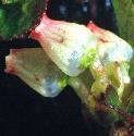 blackfflosbearberry
