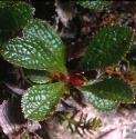 blackffolbearberry