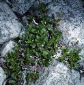 blackfforbearberry