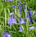 bluebellfflosbritishflora