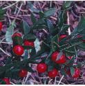 butchersffrusbroom