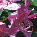 commonfflorhododendron