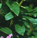 commonffolrhododendron