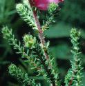 dorsetffolheath