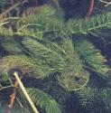 fspinelessfolhornwort