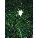 fritillaryffol