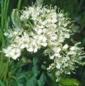 labradorfflostea