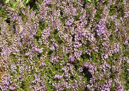 lingffor1britishflora