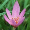 meadowfflosaffron