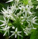 ramsonsfflobritishflora